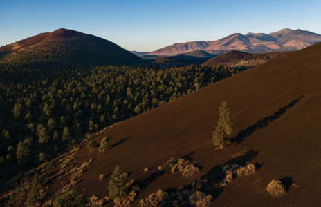 Ponderosa pines grow from Northern Arizona's cinder-covered landscape - an area that includes Sunset Crater Volcano National Monument.