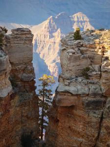 A lone Douglas fir grows in a crevice between columns of rock on the Grand Canyon's South Rim. This image was made after the park closed on April 1.