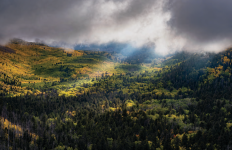 THERE'S GOLD IN THEM THAR HILLS
