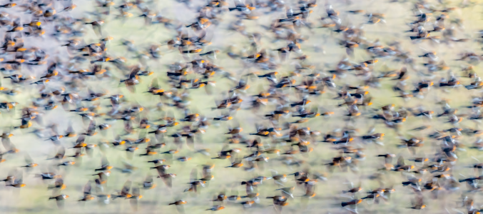 FLIGHT PATTERNS