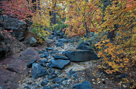 Maples sporting their fall colors line a boulder-strewn wash along the Bear Sign Trail.