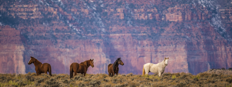 JUST SOME OF THE PRETTY HORSES