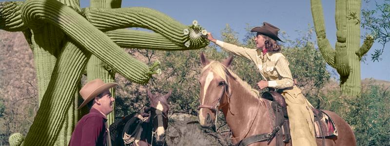 A guest at the Tucson area’s Flying V Ranch examines a saguaro blossom during a guided horseback ride in the mid-20th century. Arizona Historical Society/Restoration by Richard Jackson