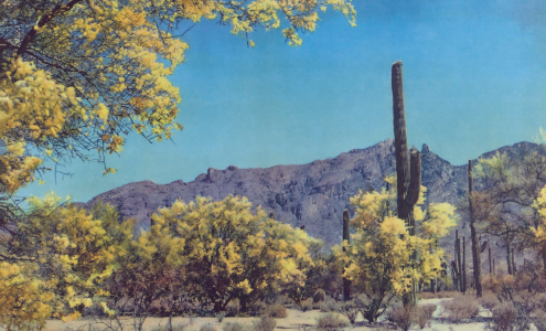 Paloverde trees and saguaro cactuses display their spring blossoms beneath rocky peaks in the Sonoran Desert. The photos accompanying this essay are from the 1940s, when the essay first appeared in Arizona Highways . TAD NICHOLS