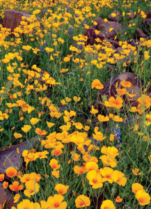 WILDFLOWERS 2025