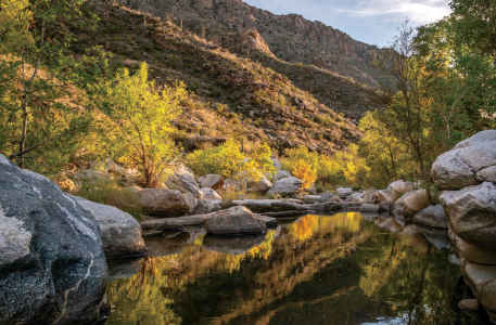A placid pool mirrors rocks, vegetation and saguaro-studded slopes along the Sabino Canyon Trail.