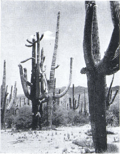 La Fiesta de los Vaqueros