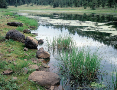 SAM NEGRI, JERRY SIEVE