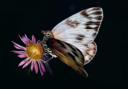 A Bevy of Blooms
and Butterflies