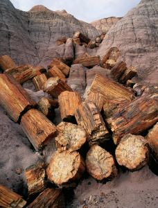 Life in a Stony Landscape