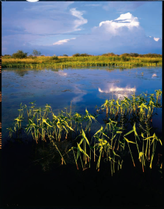 Survival in the Grasslands