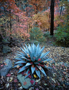 Bigtooth maple trees in Ash Creek Canyon lay down a red carpet, giving autumn a royal welcome to the Galiuro Mountains in southeastern Arizona.