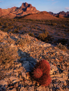 Kofa Country