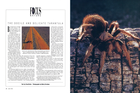 Fear of tarantulas goes back at least to medieval Europe, when the hairy spiders were believed to cause a nervous condition called tarantism.