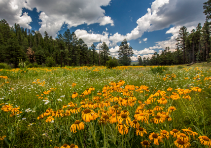 Wildflowers flourish in a White Mountains meadow ringed by ponderosa pines.