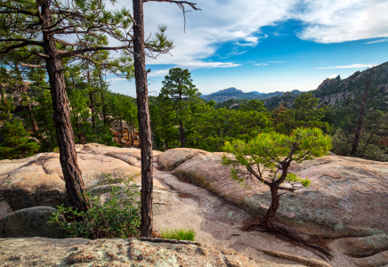 Vegetation grows atop a weathered boulder along the Wilderness of Rock Trail.