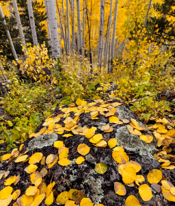 FALL COLOR GUIDE