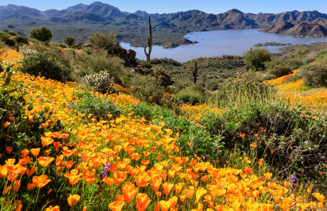 PILGRIMAGE INTO SPRING