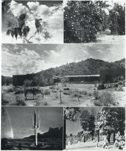 mistletoe clings to a desert mesquite