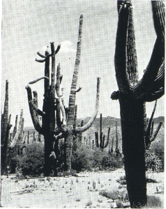 Migration of a Saguaro.