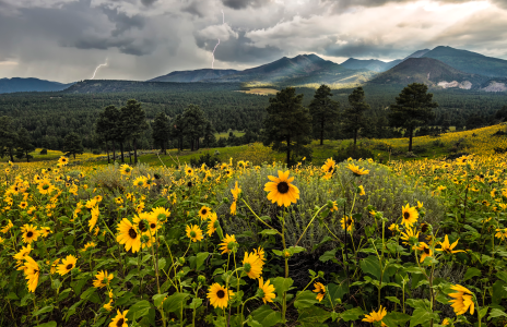 Amid lightning strikes, an opening in the clouds illuminates the San Francisco Peaks, as viewed from a field of wildflowers north of the mountains.