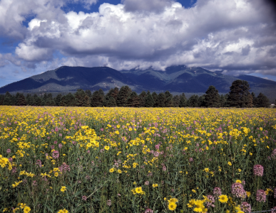 Yellow and purple wildflowers sprawl beneath the cloud-cloaked San Francisco Peaks in summer.