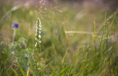 WHERE THE WILD ORCHID GROWS