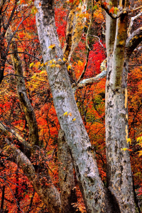 THIS IS OUR NATURAL COLOR