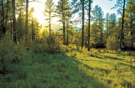 The Oak Trail winds through a lush woodland to where it ends at Oak Spring.