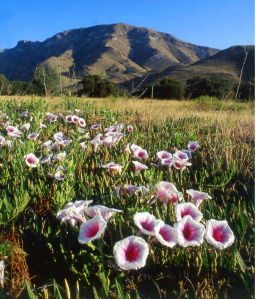 CORONADO NATIONAL MEMORIAL