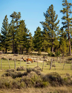 A horse grazes on private land near Tusayan, the start of the Tusayan-to-Grandview Loop.