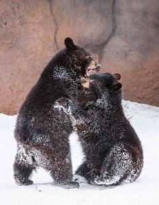 Bear Hug