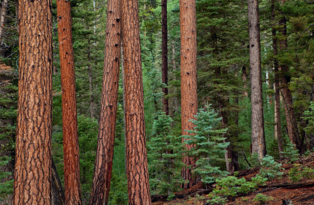 FORESTED HIGHLANDS