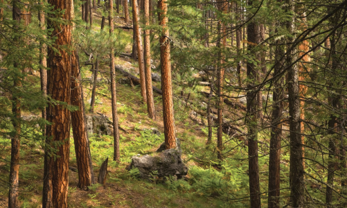 Hike of the Month