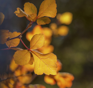 THE GOLDEN AUTUMN