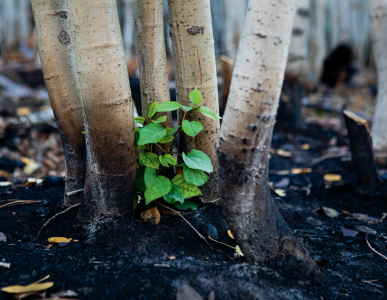 LISTENING TO THE LAND:
REFLECTIONS ON THE NORTH RIM