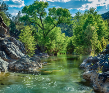 WE MIGHT BE UP A TREE