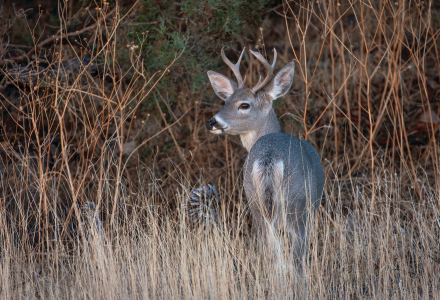 Places to Watch Wildlife