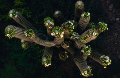 THE ESSENCE OF NATURE