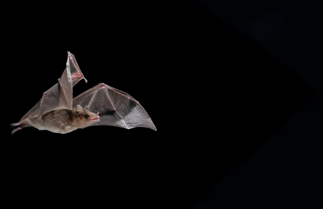 COMING IN FOR A LANDING