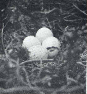 FROM EGG TO EAGLE