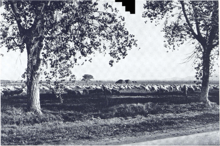 GRAZING SHEEP
