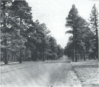 Roadside Sentinels