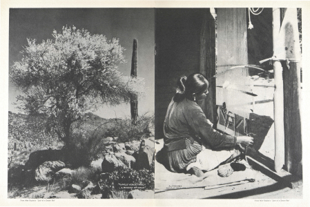 PALO VERDE TREE
A BOQUET OF GOLD