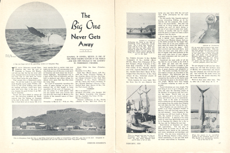 A big one leaps out of the sparkling waters of Guaymas Bay.