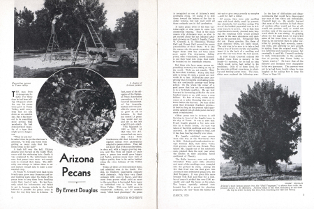 Harvesting pecans in Yuma valley.