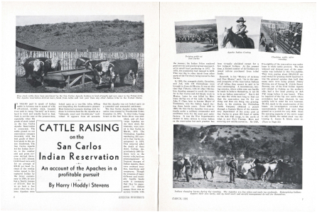 Fine stock cattle have been purchased by the San Carlos Apache Indians to lend strength and new vigor to the Tribal herd. The Apache reservation derived more funds from cattle sold last year than any other Indian tribe in the United States.