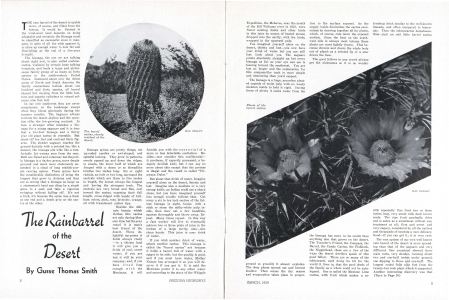 The barrel cactus, sturdy resident of the desert.