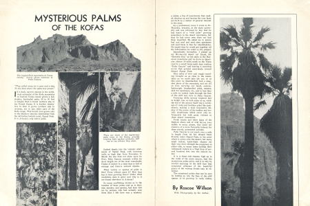 MYSTERIOUS PALMS OF THE KOFAS