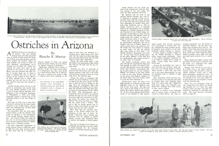 Ostriches in Arizona